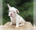 Small #1 French Bulldog