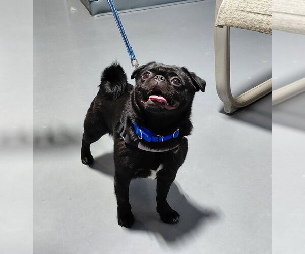 Medium Photo #2 Pug Puppy For Sale in South Bend, IN, USA