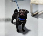 Small #1 Pug