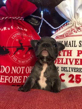 Medium Photo #3 French Bulldog Puppy For Sale in PURDY, MO, USA