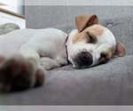 Small #2 Jack Russell Terrier Mix