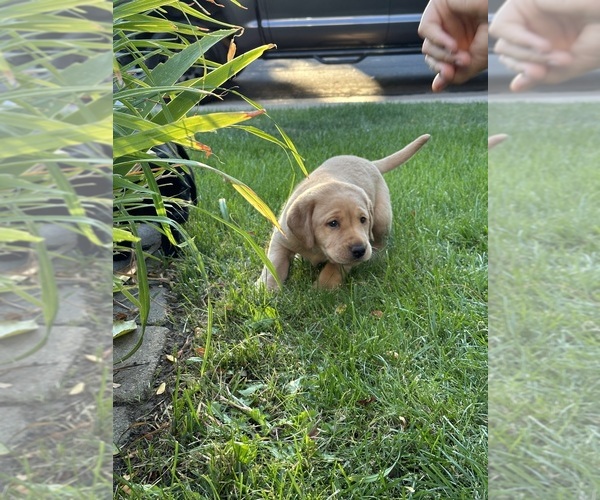 Medium Photo #2 Labrador Retriever Puppy For Sale in THORNTON, CO, USA