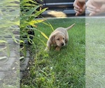 Small #1 Labrador Retriever