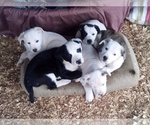 Small Photo #4 American Pit Bull Terrier-Labrador Retriever Mix Puppy For Sale in MOORESBORO, NC, USA