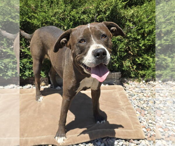 Medium Photo #2 American Staffordshire Terrier Puppy For Sale in Albuquerque, NM, USA
