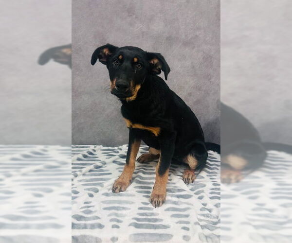 Medium Photo #2 Mutt Puppy For Sale in Canton, CT, USA