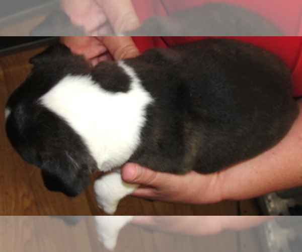 Medium Photo #3 Boston Terrier Puppy For Sale in CRKD RVR RNCH, OR, USA