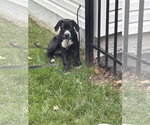 Small #1 American Pit Bull Terrier Mix