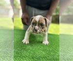 Puppy Twin American Bully