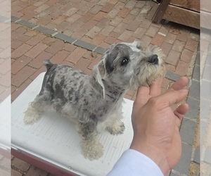 Schnauzer (Miniature) Puppy for sale in DUARTE, CA, USA