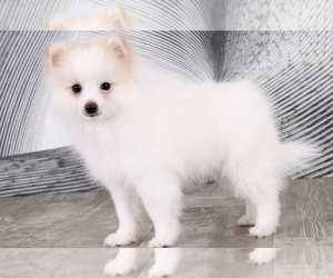 Pomeranian Puppy for sale in WESTPOINT, IN, USA