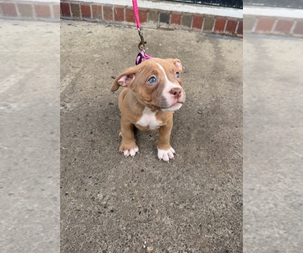 Medium Photo #1 American Bully Puppy For Sale in BUFFALO, NY, USA