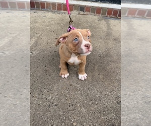 Medium American Bully