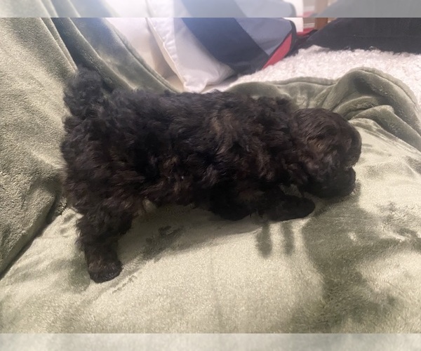 Medium Photo #3 Poodle (Toy) Puppy For Sale in EUDORA, KS, USA
