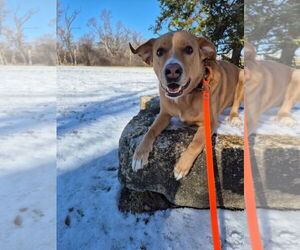 Labrenees Dogs for adoption in Techny, IL, USA
