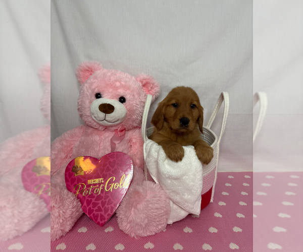 Medium Photo #3 Golden Retriever Puppy For Sale in ORLANDO, FL, USA