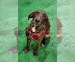 Small Photo #6 Coonhound-Plott Hound Mix Puppy For Sale in Wakefield, RI, USA