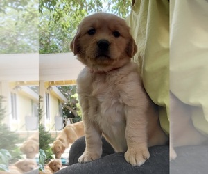 Golden Retriever Puppy for sale in PHELAN, CA, USA