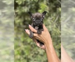 Small Photo #3 French Bulldog Puppy For Sale in NEW SMYRNA BEACH, FL, USA