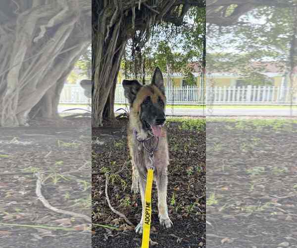 Medium Photo #12 German Shepherd Dog Puppy For Sale in Plantation, FL, USA