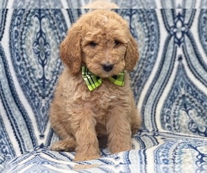 Goldendoodle Puppy for sale in LAKELAND, FL, USA