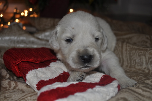 Medium Photo #8 Golden Retriever Puppy For Sale in TOONE, TN, USA