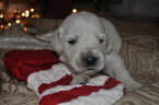 Small Photo #8 Golden Retriever Puppy For Sale in TOONE, TN, USA