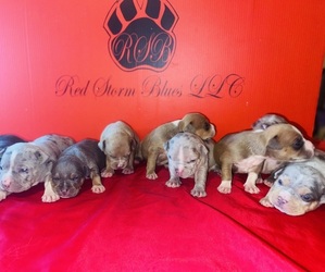 American Bully Puppy for Sale in TRENTON, New Jersey USA