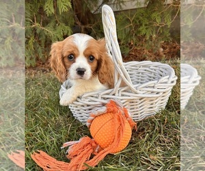Cavalier King Charles Spaniel Puppy for sale in MIDDLEBURY, IN, USA