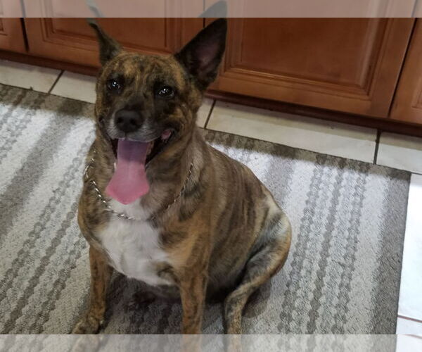 Medium Photo #2  Puppy For Sale in , 