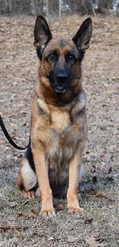 Medium Photo #1 German Shepherd Dog Puppy For Sale in AIKEN, SC, USA