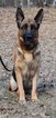 Small Photo #1 German Shepherd Dog Puppy For Sale in AIKEN, SC, USA