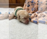 Small #4 Labrador Retriever