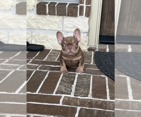 Medium Photo #1 French Bulldog Puppy For Sale in SAN JOSE, CA, USA