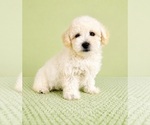 Small #2 Bichon Frise