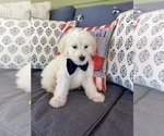 Small Photo #1 English Cream Golden Retriever-Poodle (Standard) Mix Puppy For Sale in BURNSVILLE, NC, USA
