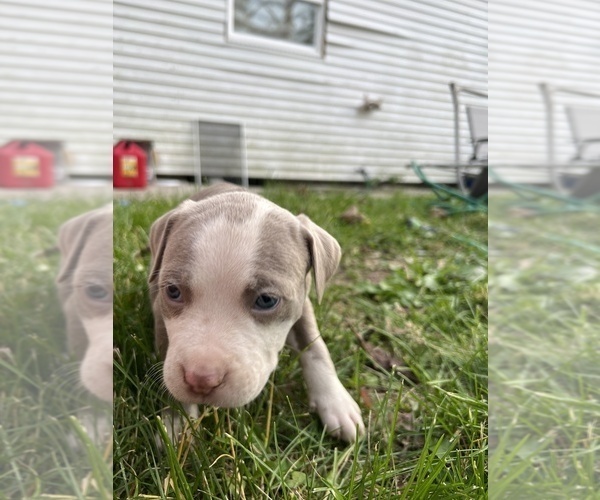 Medium Photo #3 American Pit Bull Terrier Puppy For Sale in HUNTINGTON, IN, USA
