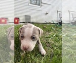 Small Photo #3 American Pit Bull Terrier Puppy For Sale in HUNTINGTON, IN, USA
