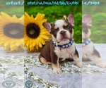 Image preview for Ad Listing. Nickname: Panda