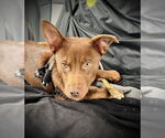 Small #2 Mutt