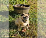 Small #8 Pug