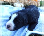 Puppy Puppy 2 Male Bordernese