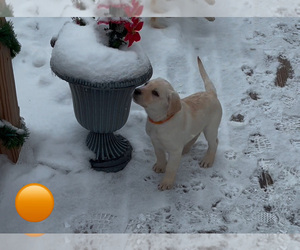 Labrador Retriever Puppy for sale in HUSTONVILLE, KY, USA