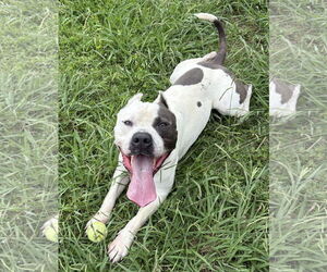American Pit Bull Terrier-Unknown Mix Dogs for adoption in Virginia Beach, VA, USA