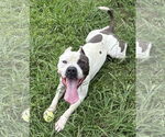 Small American Pit Bull Terrier Mix