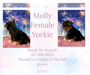 Yorkshire Terrier Puppy for sale in AZLE, TX, USA