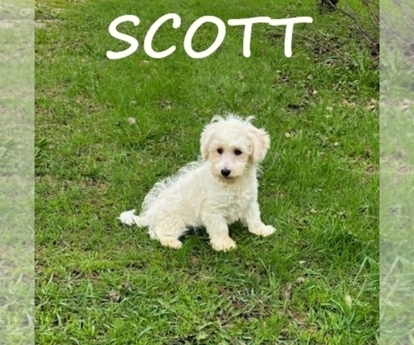 Medium Photo #2 Schnoodle (Miniature) Puppy For Sale in HARTLAND, MN, USA