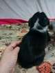 Small Photo #4 Border Collie-Pembroke Welsh Corgi Mix Puppy For Sale in ORCHARD, CO, USA