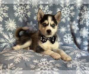 Pomsky Puppy for sale in LAKELAND, FL, USA