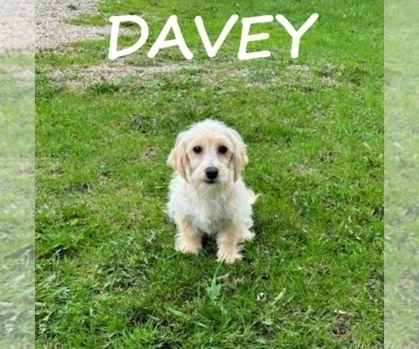 Medium Photo #3 YorkiePoo Puppy For Sale in HARTLAND, MN, USA